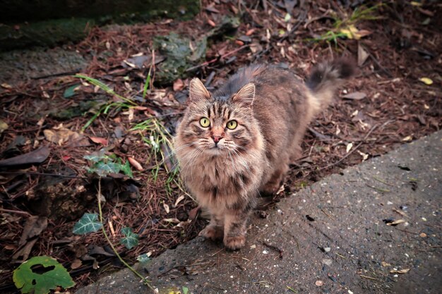 Charismatic adult cat poses