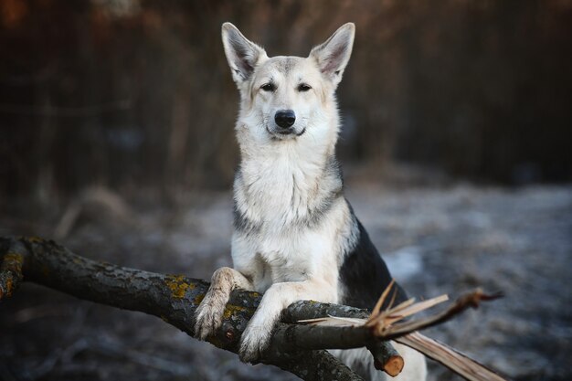 Charismatische hond aan het wandelen in de winter bij dageraad