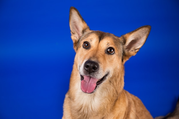 Charismatische rode haren hond zitten en kijken naar camera.