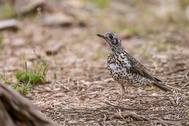 Charlo thrush 또는 Turdus viscivorus 주문 Passeriformes의 새