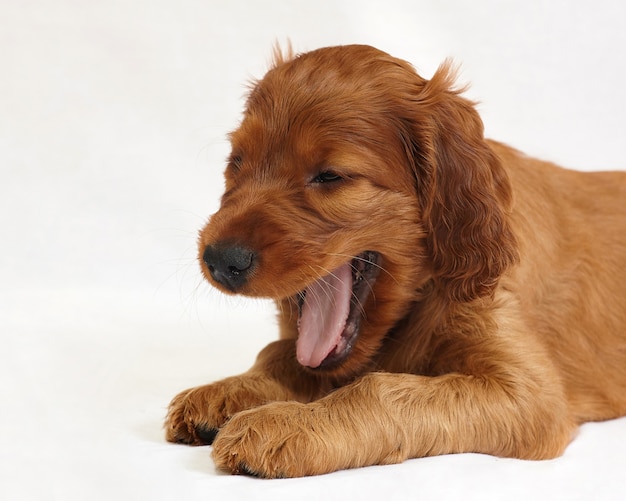 Charmant Iers setterpuppy van bruine kleur op een witte achtergrond.