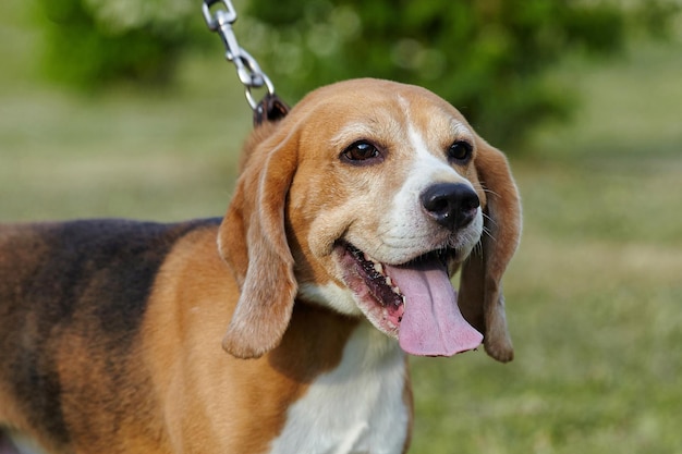 Charmante beagle hond op straat in de zomer