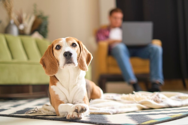 Charmante beagle lounges op tapijt terwijl een geconcentreerde man werkt op de laptop van een comfortabele fauteuil in