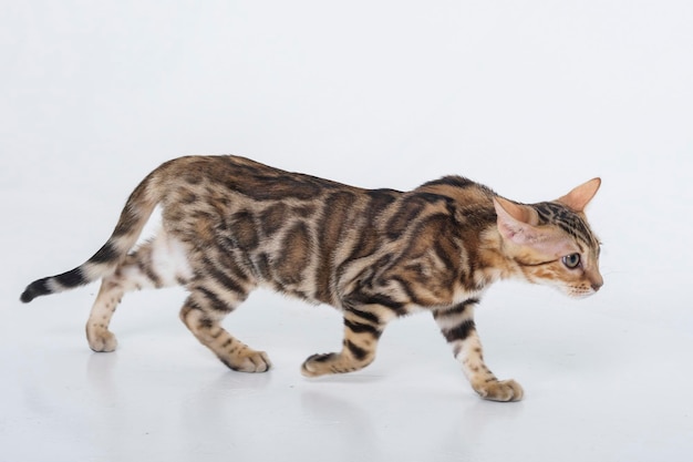 charmante Bengaalse kat poseren in een fotostudio