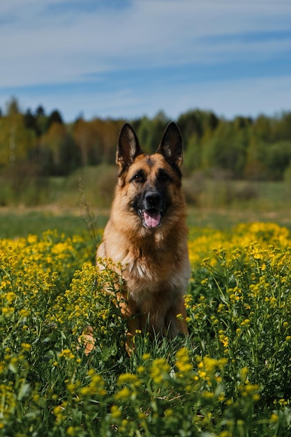 Charmante hond in bloeiend geel veld in bloemen in de zomer of late lente Warm zonnig weer en blauwe lucht met wolken Mooie Duitse herder zit in koolzaadveld en glimlacht