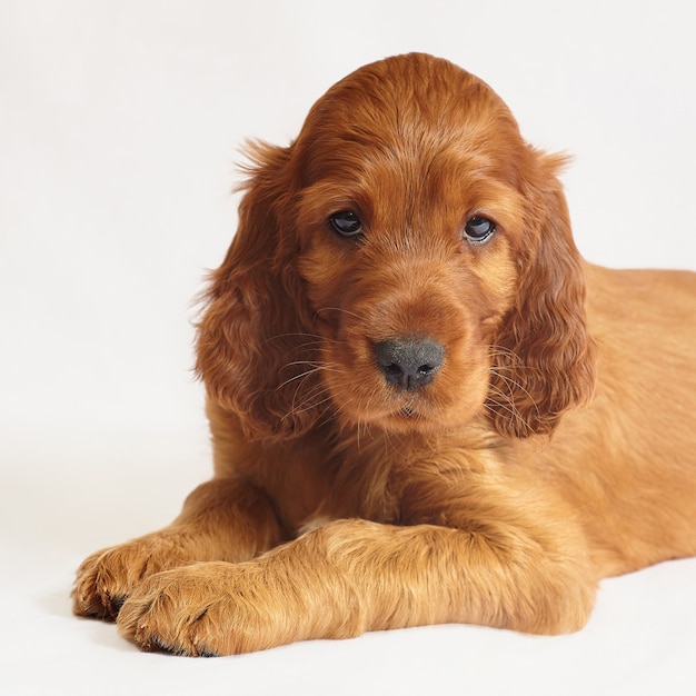 Charmante Ierse setter puppy van bruine kleur op een witte achtergrond