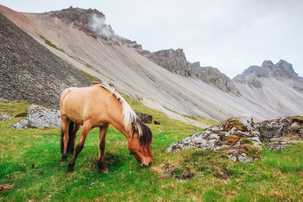 Charmante ijslandse paarden in een weiland met bergen