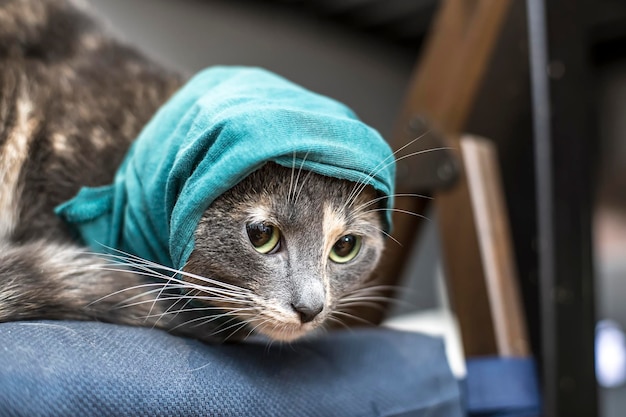 Charmante kleine kat in een gebreide groene muts zit op een zacht kussen