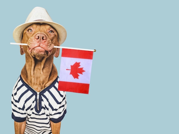 Charmante lieve bruine puppy en Canadese vlag