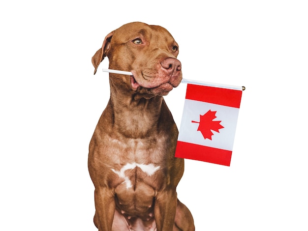 Foto charmante lieve bruine puppy en canadese vlag