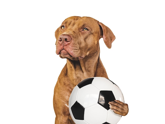 Charmante lieve puppy en voetbal Wereldbeker