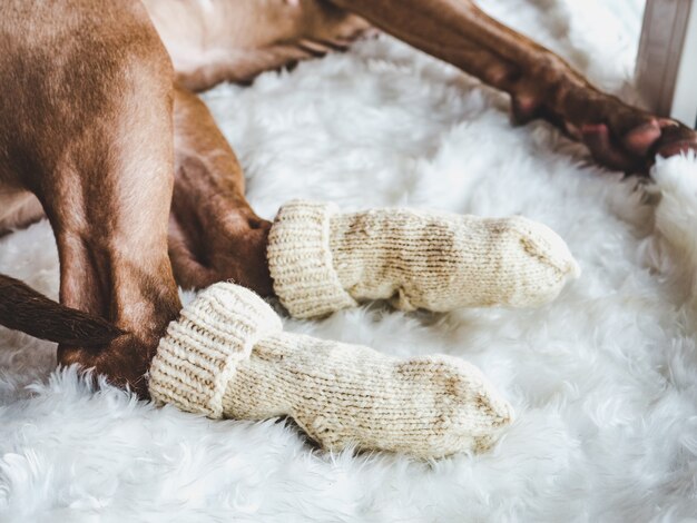 Charmante, lieve puppy van chocoladekleur.