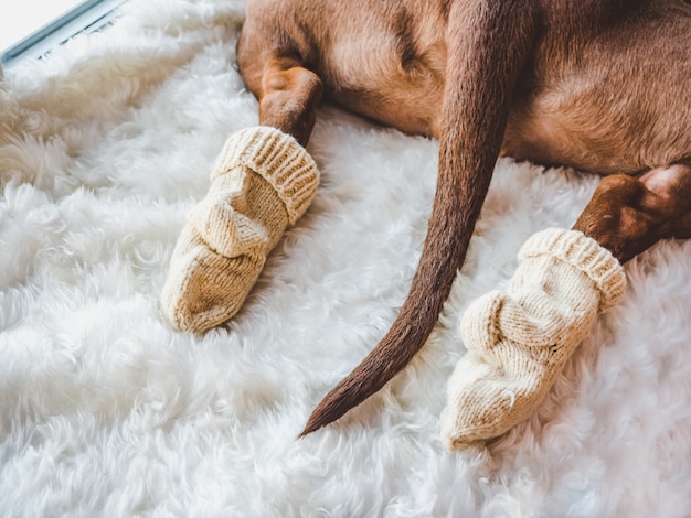 Charmante, lieve puppy van chocoladekleur.