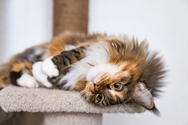 Charmante Maine Coon-kat die naar de camera kijkt op krabpaal Krabpaal