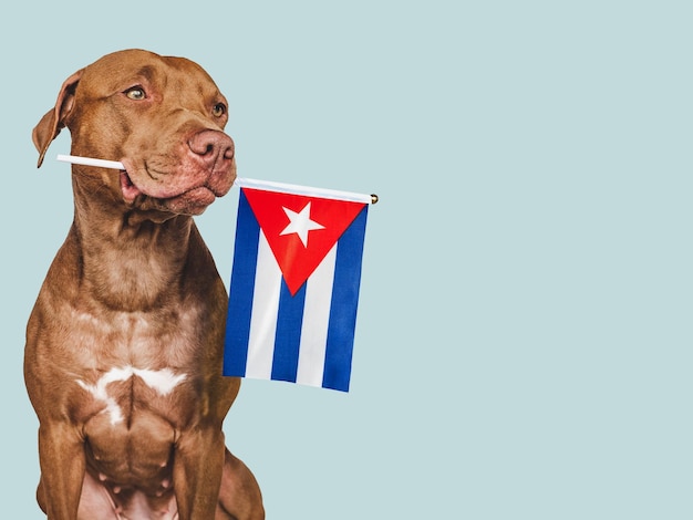 Charmante puppy met de nationale vlag Cuba