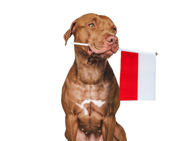 Charmante puppy met de nationale vlag van Polen