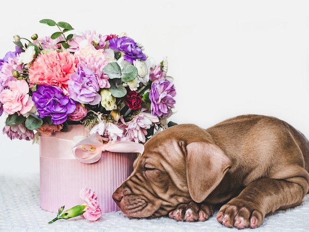 Charmante puppy van bruine kleur en heldere bloemen.