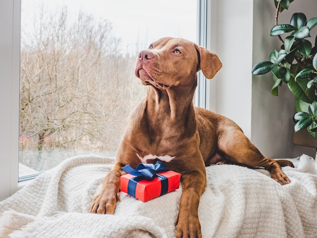 Charmante puppy van chocoladekleur. Detailopname