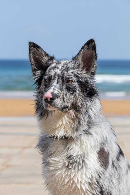 Charmante schattige blauwe merle en witte mannelijke border collie buitenshuis portret op het strand met zee achtergrond