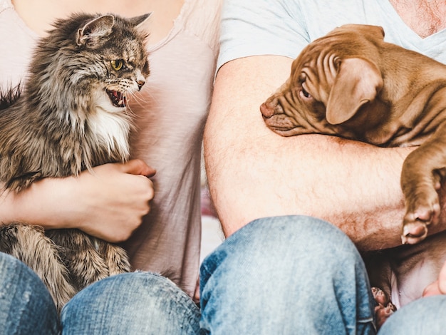 Charmante, schattige puppy van bruine kleur. Close-up, binnen. Daglicht. Concept van zorg, onderwijs, gehoorzaamheidstraining, het grootbrengen van huisdieren