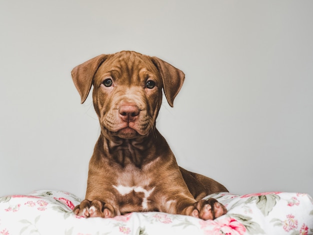 Charmante, schattige puppy van bruine kleur. close-up, binnen. studio foto. concept van zorg, onderwijs, gehoorzaamheidstraining, het grootbrengen van huisdieren