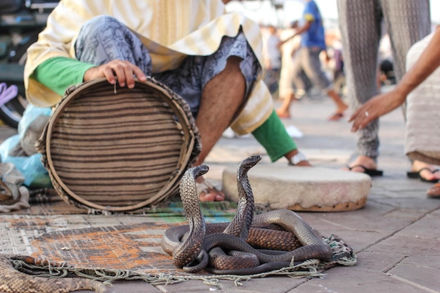 Foto affascinante con il cesto seduto dai serpenti per strada