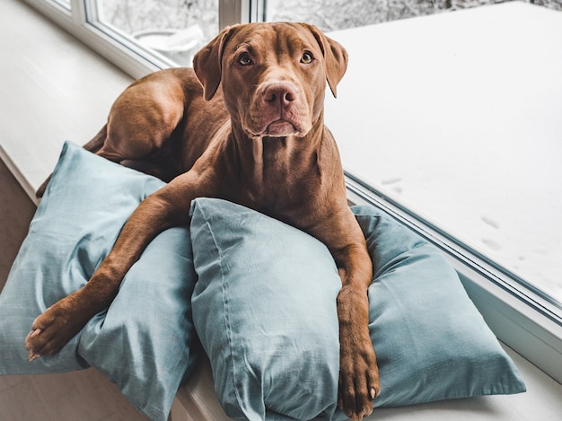 茶色の魅力的で愛らしい子犬。クローズアップ、屋内。明け。ケア、教育、服従訓練、ペットの飼育の概念