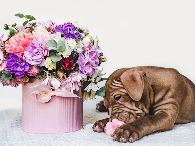 Charming, adorable puppy of brown color. Close-up, indoor. Day light