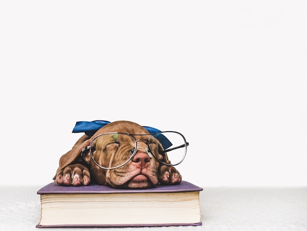 Affascinante, adorabile cucciolo di colore marrone. primo piano, al coperto. foto dello studio. concetto di cura, educazione, addestramento all'obbedienza, allevamento di animali domestici