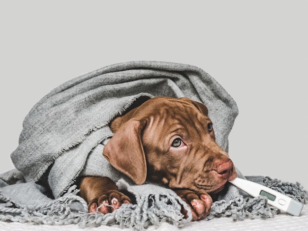 Charming, adorable puppy of brown color.