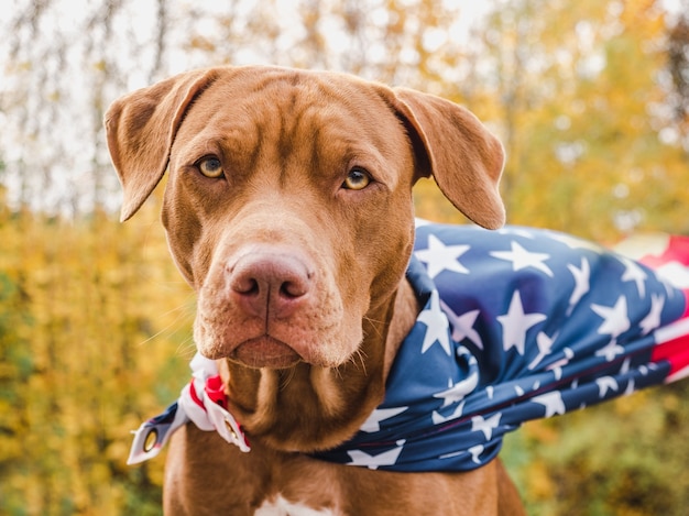 Charming, adorable puppy of brown color.