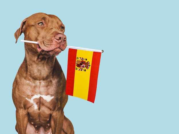 Charming adorable puppy holding national flag Spain