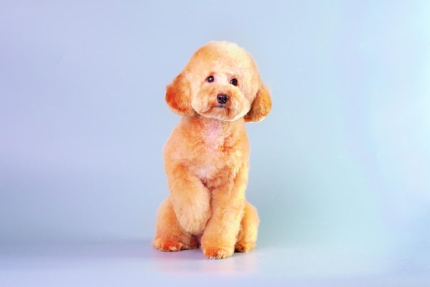 A charming apricotcolored poodle puppy in an animal studio