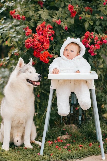 Charming baby boy in bear costume sitting in high chair with husky dog outdoor near bushes with red flowers