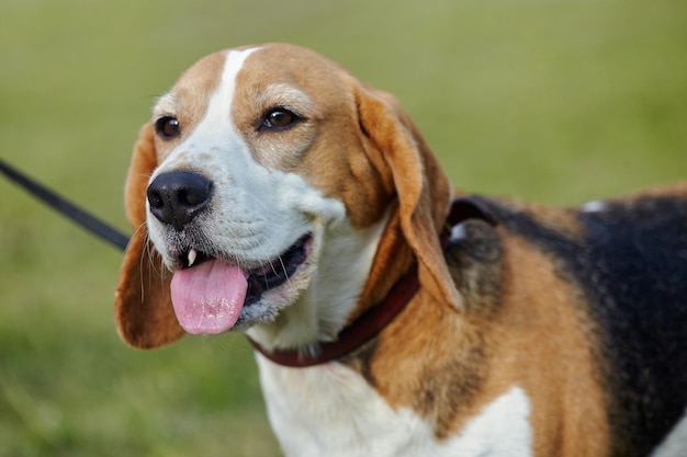 Charming beagle dog on the street in summer