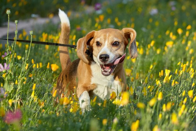 Photo charming beagle dog in summer among flowers