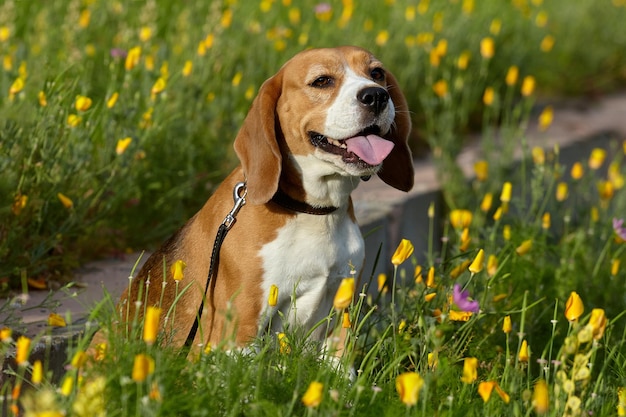 Charming beagle dog in summer among flowers