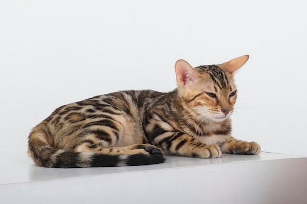 charming bengal cat posing in a photo studio