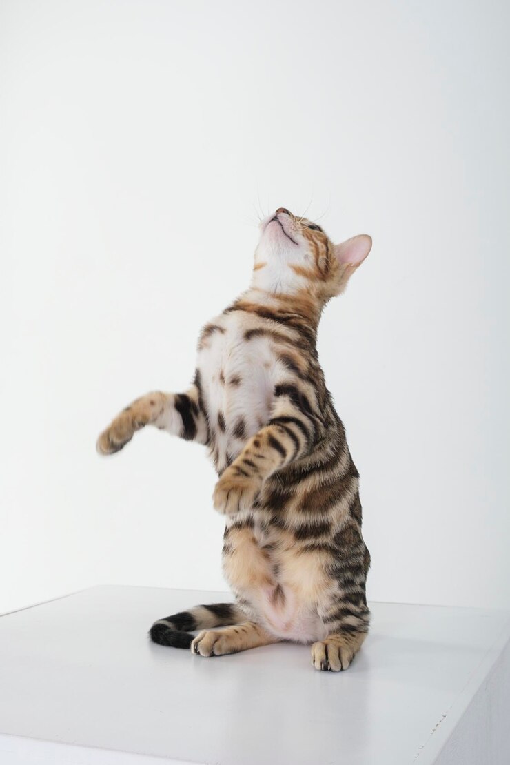 写真スタジオでポーズをとる魅力的なベンガル猫
