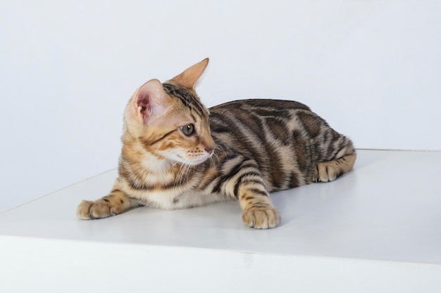 charming bengal cat posing in a photo studio