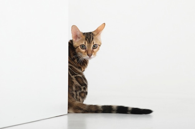 사진 스튜디오에서 포즈를 취하는 매력적인 벵골 고양이