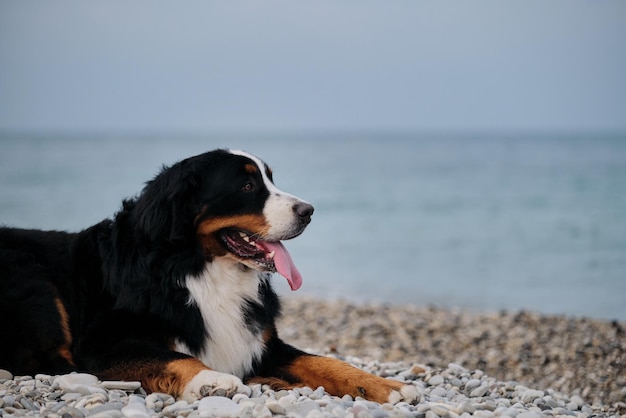 사진 매력적인 bernese mountain dog는 바다에서 휴가를 보내고 인생을 즐깁니다.