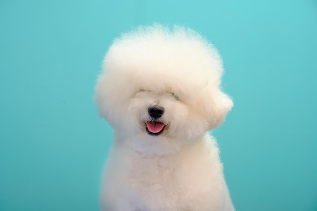 Charming bichon frise dog portrait closeup on turquoise background