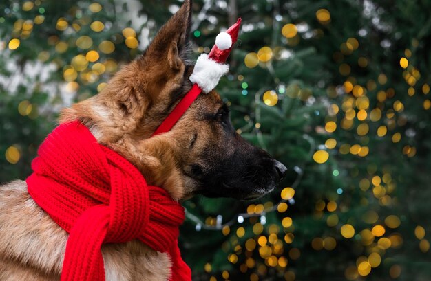 A charming black and red German shepherd in a red Santa Claus hat sits under a Christmas tree