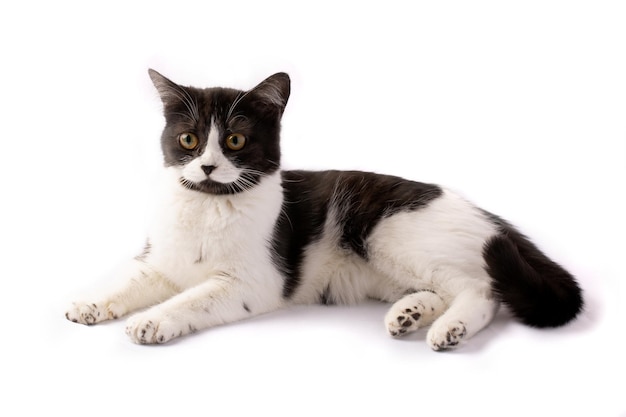 A charming black and white cat lies beautifully on a white background.