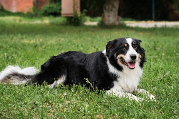 Charming black and white red tricolor border collie lies in park on green grass and smiles