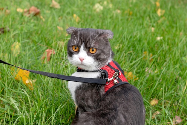 Foto affascinante gatto scottish fold bianco e nero cammina al guinzaglio