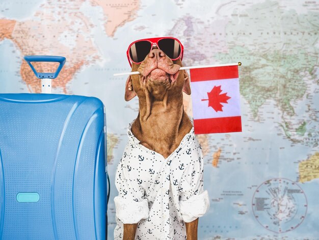 Charming brown puppy sunglasses and Canadian flag