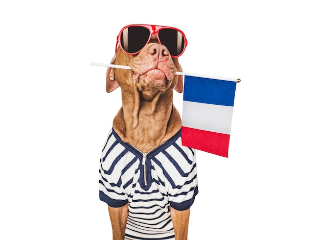 Charming brown puppy sunglasses and France flag