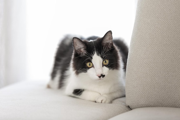 Charming cat resting on couch in apartment